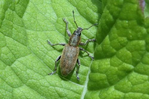 Réf. 303 973 : Tanymecus palliatus